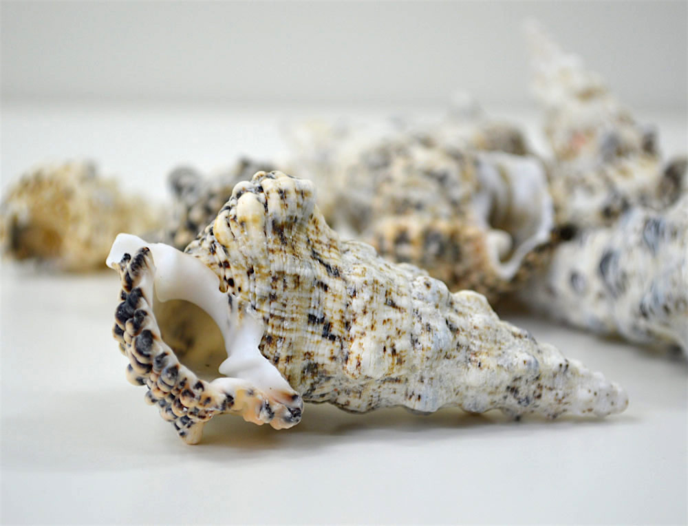 Cerithium Nodulosum Shell