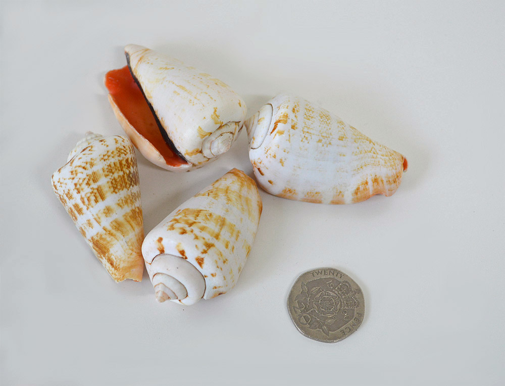 Luhuanus Shells Luhuanus Shells