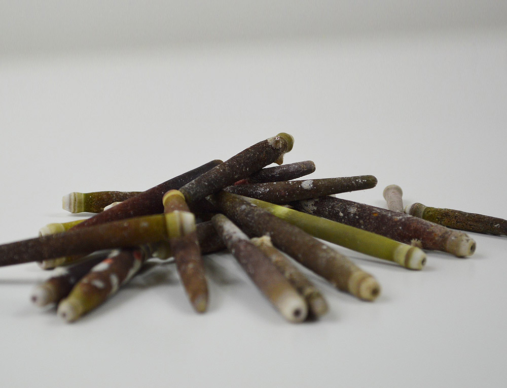 Urchin Spines Urchin Spines